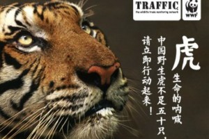 WWF and TRAFFIC China - Listen to the tiger